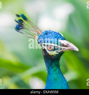 Divertente ritratto della peafowl indiano Foto Stock