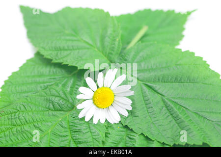 La camomilla e foglie verdi su sfondo bianco Foto Stock