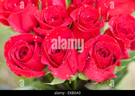 Bouquet di rose rosse con gocce d'acqua Foto Stock