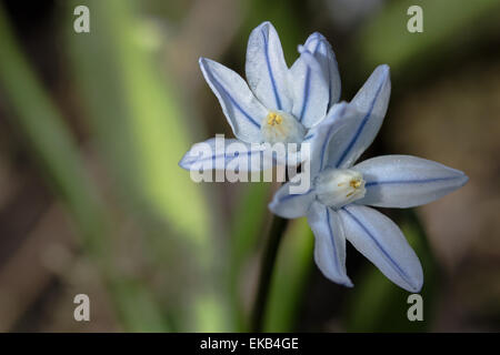Foto Stock