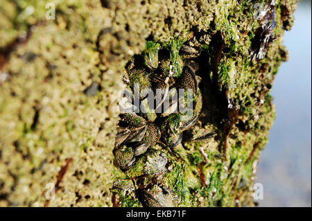 Molluschi vivi che cresce su una tavola di legno groyne difesa dal mare sulla spiaggia di Ferring Worthing SUSSEX REGNO UNITO Foto Stock