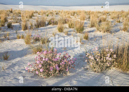 Un fragrante di sabbia del deserto, Verbenna Abronia villosa, fiorisce in maggio su playa presso il White Sands National Monument vicino Alamogord Foto Stock