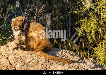 Adulto captive coatimundi (Nasua nasua) presso l'Arizona Sonora Desert Museum, Tucson, Arizona, Stati Uniti d'America Foto Stock