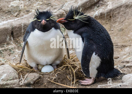 Adulto pinguini saltaroccia (Eudyptes chrysocome) al sito di nidificazione sulla nuova isola, Isole Falkland, U.K. Protettorato d'oltremare Foto Stock