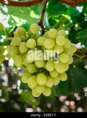 Le uve in San Joaquin Valley, California, Stati Uniti d'America, America del Nord Foto Stock