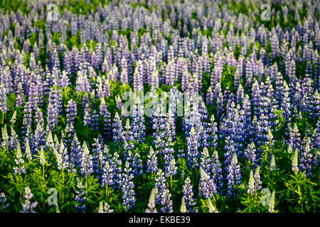 Fiori di lupino, Reykjavik, Islanda, regioni polari Foto Stock