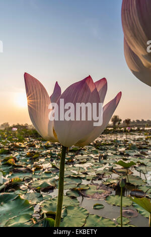 Fiore di loto (Nelumbo nucifera), nei pressi del villaggio di Kampong Tralach, Cambogia, Indocina, Asia sud-orientale, Asia Foto Stock