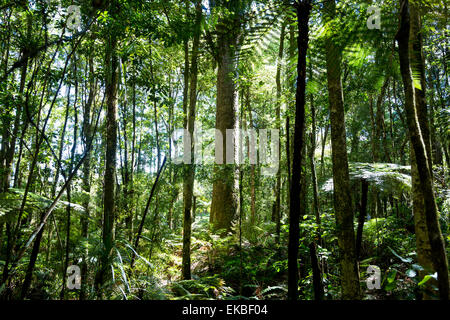 Nuova Zelanda Foresta di scena, con un grande albero kauri nel centro. Foto Stock