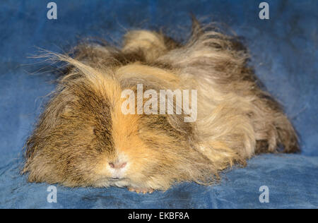 Maschio soffici cavia pelo pet. Unkempt e ungroomed, scruffy cavia addormentato con gli occhi chiusi. Foto Stock