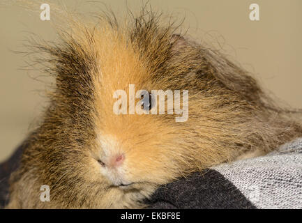 Peluche di capelli lunghi maschio cavia seduta di pet sul braccio di una sedia. Foto Stock