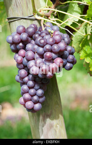 Vino rosso Uva, Uhlbach, Baden Wurttemberg, Germania, Europa Foto Stock