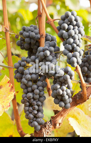 Vino rosso Uva, autunno, Uhlbach, Baden Wurttemberg, Germania, Europa Foto Stock