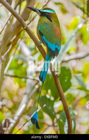 Guardabarranco (turchese-browed motmot), uccello nazionale del Nicaragua, sulle pendici del vulcano Telica, Leon, Nicaragua Foto Stock