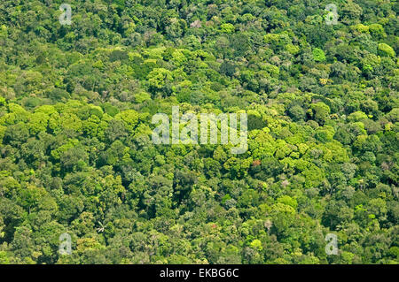 Vista aerea di una foresta pluviale incontaminata tettoia, Guyana, Sud America Foto Stock