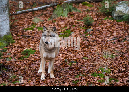 Lupo (Canis lupus), il Parco Nazionale della Foresta Bavarese, Baviera, Germania, Europa Foto Stock