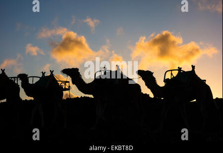 Cammelli nel Parco Nazionale di Timanfaya a Lanzarote, Isole Canarie, Spagna Foto Stock