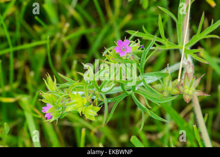 Tagliare lasciava cranesbill Geranium dissectum, Cressbrook Dale NNR Parco Nazionale di Peak District Giugno 2014 Foto Stock