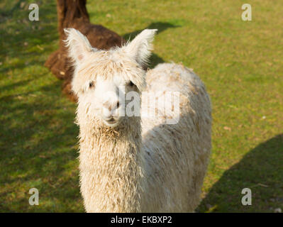 White Alpaca Sud American camelid assomiglia a piccole llama con casacca utilizzata per la lana e carino sorriso Foto Stock