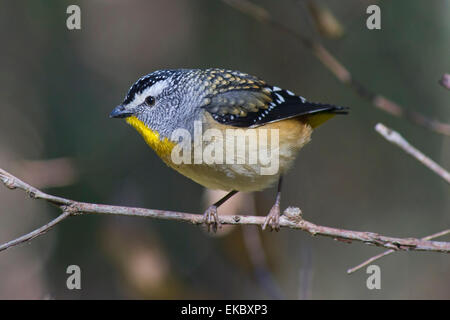 Avvistato pardalote - Pardalotus punctatus Foto Stock