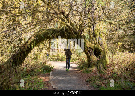 Il Parco nazionale di Olympic, Hoh Rainforest, nello Stato di Washington, USA Foto Stock