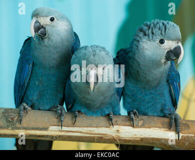 Tre giovani Spix's macaws in Berlin Associazione organizzazione per la conservazione dei Pappagalli minacciati e.V. (ACTP) in Schoeneiche, Germania, 08 aprile 2015. L'habitat naturale dell'Spix's macaw è la Caatinga nel nord-est del Brasile. Dal 2000 la specie è stata estinta nel deserto. Solo circa 90 uccelli della specie esiste in tutto il mondo. Insieme con il governo brasiliano dell'organizzazione ACTP tenta di costruire una popolazione di Spix's macaw che può sopravvivere nel deserto per ripopolare la specie nel loro habitat naturale. Questo è grossomodo previste per l'anno Foto Stock