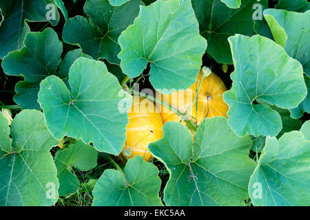 Rouge d'Estampe Zucche crescono su un riparto Foto Stock