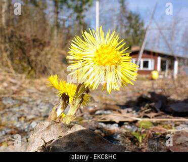 Coltsfoot unico sul terreno a cottage in Finlandia. Foto Stock