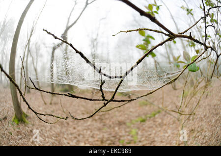 La rugiada catturati su net di ragni web nascondere boschi e foreste dietro nella nebbia sottile Foto Stock
