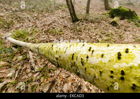 Seghettato astratto v disegni realizzati da slug lumaca off raspatura e mangiare un sottile strato di alghe verdi su argento di corteccia di betulla tree Foto Stock