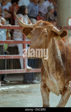 Bull durante una corrida, Igea, La Rioja, Spagna, Europa, Foto Stock