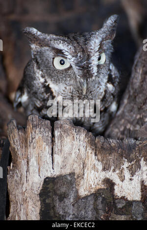 Un orientale civetta appollaiato in un albero durante le prime ore del mattino. Foto Stock