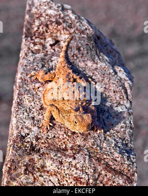 Cornuto lucertole crogiolarsi in sun, Arizona, Stati Uniti d'America Foto Stock