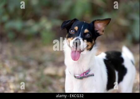 Crazy cane curioso sta cercando felicemente con la sua lingua appendere fuori. Foto Stock