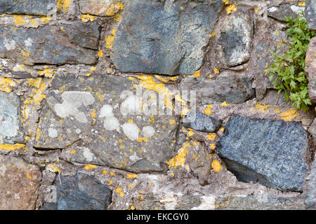 Multi-colored stone utilizzato per costruire wall a Mullion, Cornwall, Inghilterra Foto Stock
