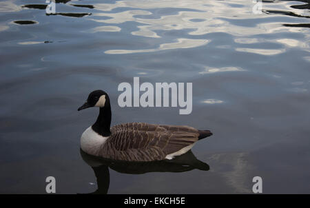 Unico Duck in stagno Foto Stock