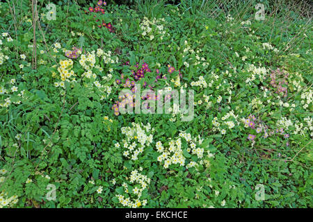 Wild primule al bordo della strada a tidworth Wiltshire, Inghilterra Foto Stock