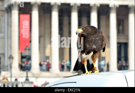 Un falco di Harris, usato per controllare i piccioni in Trafalgar Square, è mostrato al pubblico durante la festa di Pasqua 2015 Foto Stock
