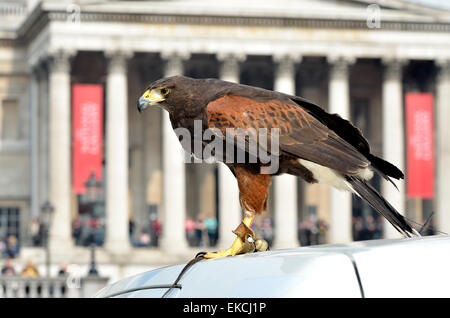 Un falco di Harris, usato per controllare i piccioni in Trafalgar Square, è mostrato al pubblico durante la festa di Pasqua 2015 Foto Stock