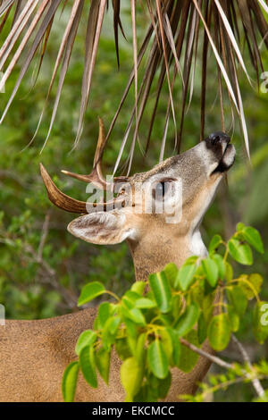 Tasto minacciate cervi, Odocoileus virginianus clavium, buck rovistando da Palm tree, Big Pine Key, Florida Foto Stock