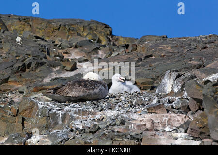 Il gigante del sud Petrel (Macronectes giganteus) adulto e ceci su nido, Hannah Point, Penisola Antartica, Antartide Foto Stock
