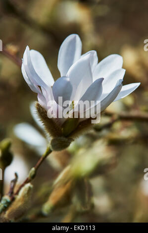 Magnolia stellata è una lenta crescita di medie dimensioni di Arbusti decidui di ampiamente arrotondati abitudine originarie dal Giappone. Foto Stock