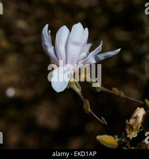 Magnolia stellata è una lenta crescita di medie dimensioni di Arbusti decidui di ampiamente arrotondati abitudine originarie dal Giappone. Foto Stock