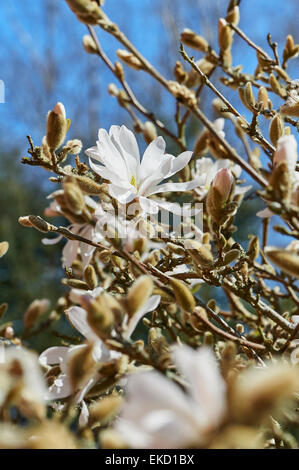 Magnolia stellata è una lenta crescita di medie dimensioni di Arbusti decidui di ampiamente arrotondati abitudine originarie dal Giappone. Foto Stock