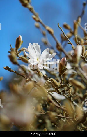 Magnolia stellata è una lenta crescita di medie dimensioni di Arbusti decidui di ampiamente arrotondati abitudine originarie dal Giappone. Foto Stock