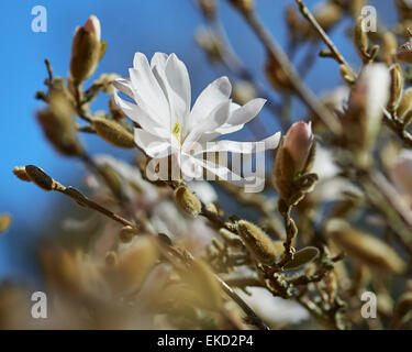 Magnolia stellata è una lenta crescita di medie dimensioni di Arbusti decidui di ampiamente arrotondati abitudine originarie dal Giappone. Foto Stock