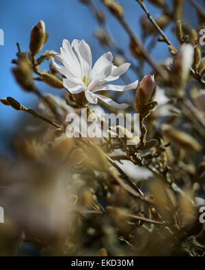 Magnolia stellata è una lenta crescita di medie dimensioni di Arbusti decidui di ampiamente arrotondati abitudine originarie dal Giappone. Foto Stock