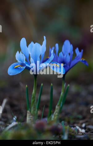 Iris reticulata è una precoce fioritura dwarf, perenne bulbosa. Foto Stock