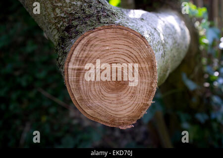 Close up degli anelli degli alberi su taglio ramo dell'albero. Foto Stock