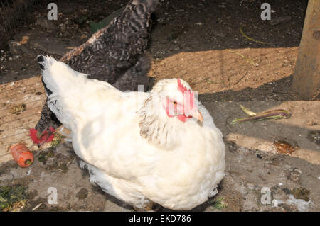 Free range luce sussex e polli speckledy godendo di alcune carote Foto Stock