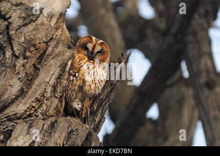 Red morph Allocco nel parco di Mosca Foto Stock